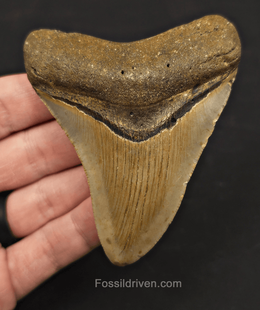 3.59" Fossil Megalodon Tooth – North Carolina | Fossil Driven - Fossil Driven