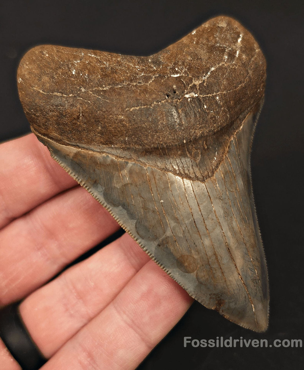 3.61" High-Quality Megalodon Tooth - Southeast, Georgia | Fossil Driven - Fossil Driven