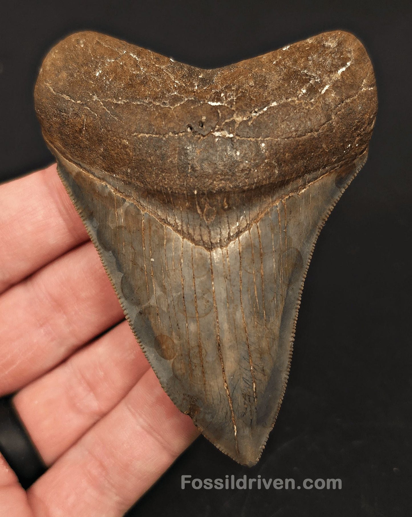 3.61" High-Quality Megalodon Tooth - Southeast, Georgia | Fossil Driven - Fossil Driven
