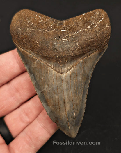 3.61" High-Quality Megalodon Tooth - Southeast, Georgia | Fossil Driven - Fossil Driven