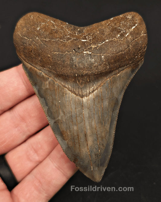 3.61" High-Quality Megalodon Tooth - Southeast, Georgia | Fossil Driven - Fossil Driven
