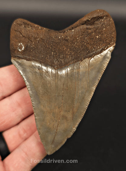 3.61" High-Quality Megalodon Tooth - Southeast, Georgia | Fossil Driven - Fossil Driven