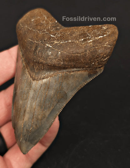 3.61" High-Quality Megalodon Tooth - Southeast, Georgia | Fossil Driven - Fossil Driven