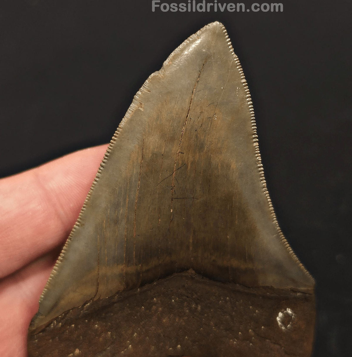 3.61" High-Quality Megalodon Tooth - Southeast, Georgia | Fossil Driven - Fossil Driven
