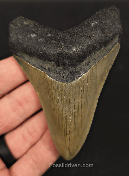 3.62" Fossil Megalodon Tooth for Sale - North Carolina | Fossil Driven - Fossil Driven