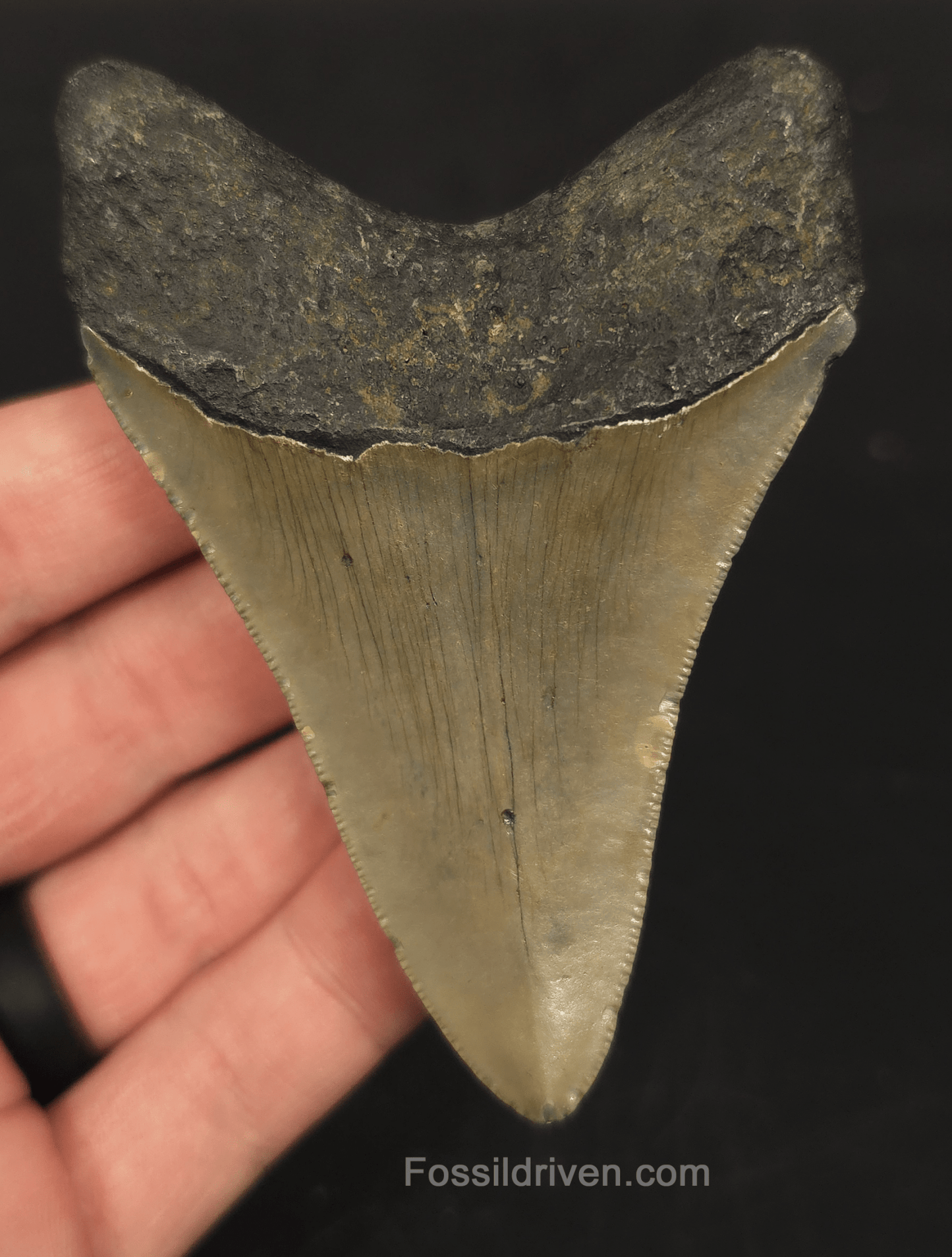 3.62" North Carolina Megalodon Tooth - Complete Specimen - Authentic Fossil Shark Tooth - Fossil Driven