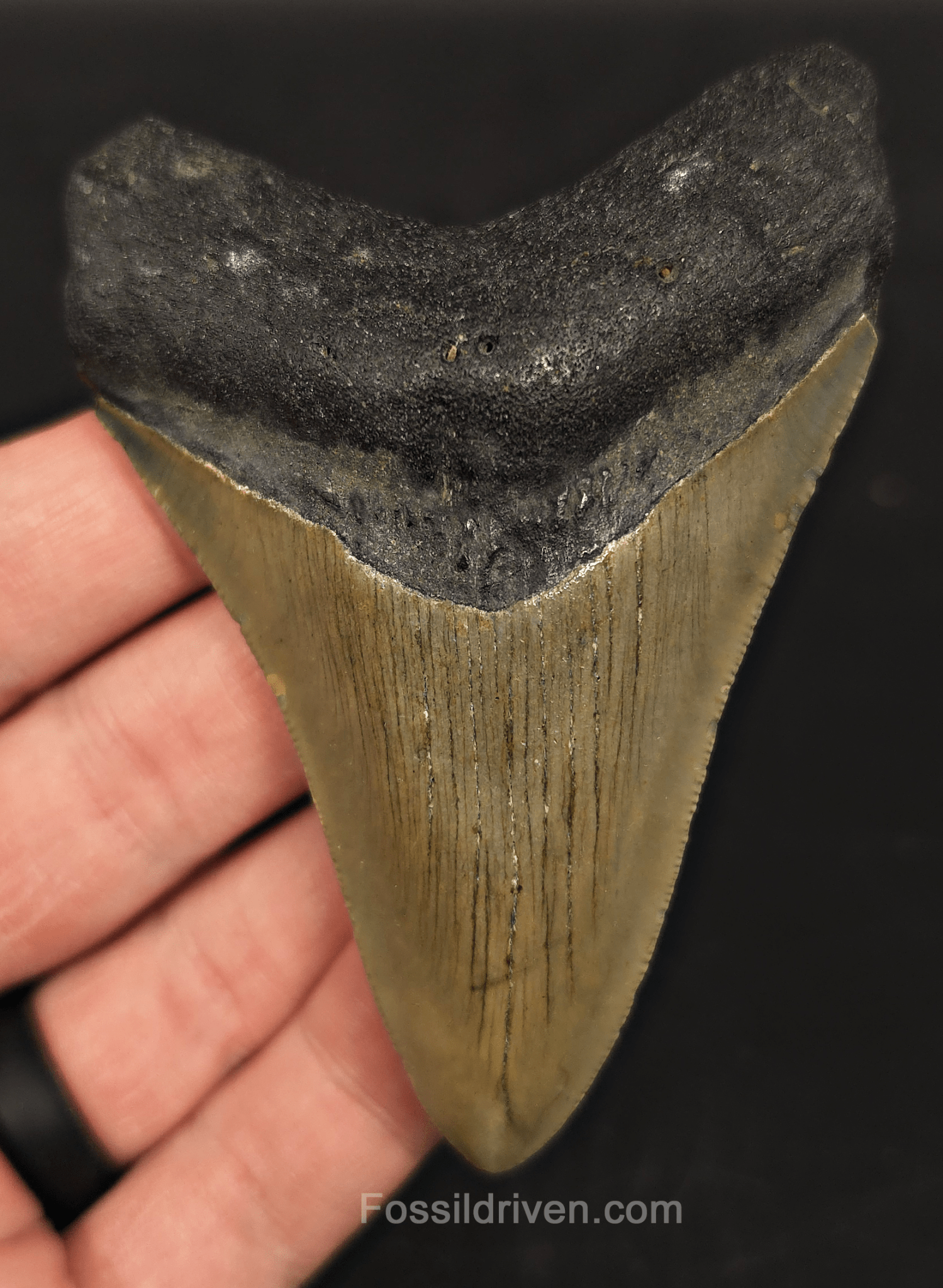 3.62" North Carolina Megalodon Tooth - Complete Specimen - Authentic Fossil Shark Tooth - Fossil Driven