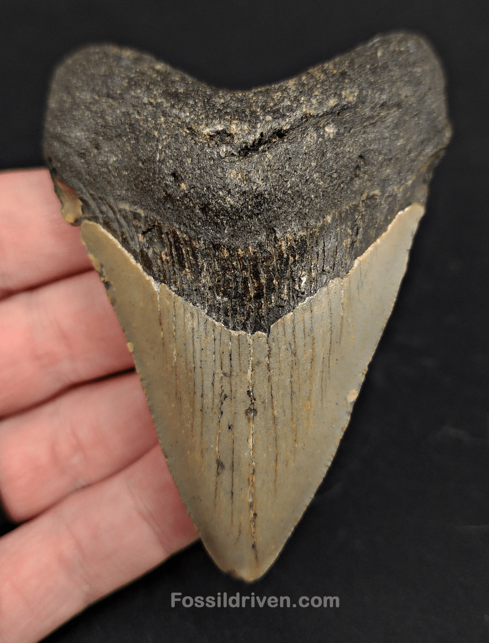 3.63" North Carolina Megalodon Tooth - Complete Specimen - Authentic Fossil Shark Tooth - Fossil Driven
