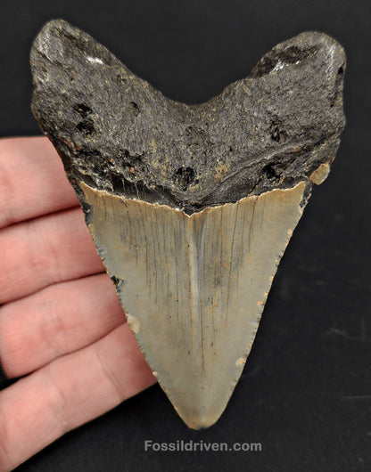 3.63" North Carolina Megalodon Tooth - Complete Specimen - Authentic Fossil Shark Tooth - Fossil Driven
