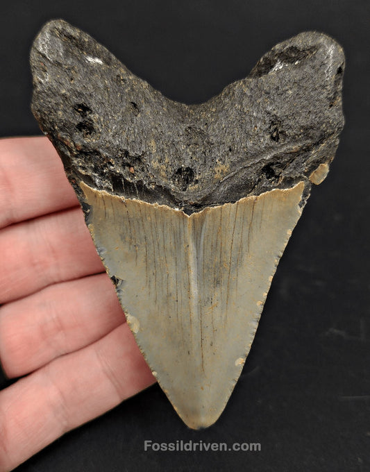 3.63" North Carolina Megalodon Tooth - Complete Specimen - Authentic Fossil Shark Tooth - Fossil Driven