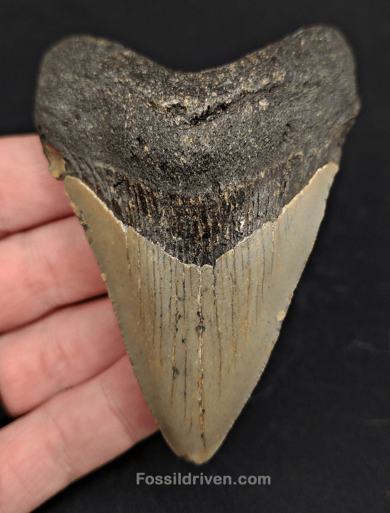 3.63" North Carolina Megalodon Tooth - Complete Specimen - Authentic Fossil Shark Tooth - Fossil Driven