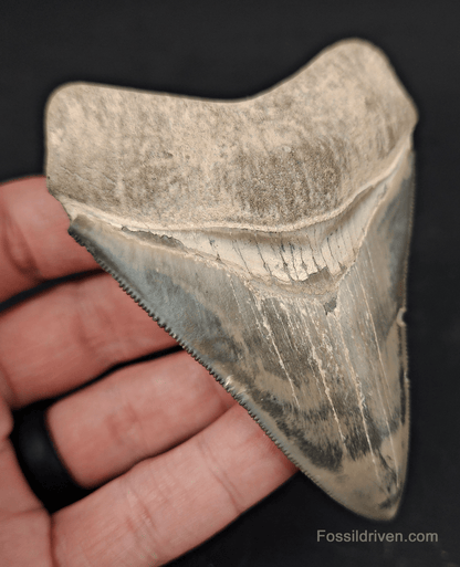 3.64" Fossil Megalodon Tooth – Authentic Fossil from Bone Valley, Florida - Fossil Driven