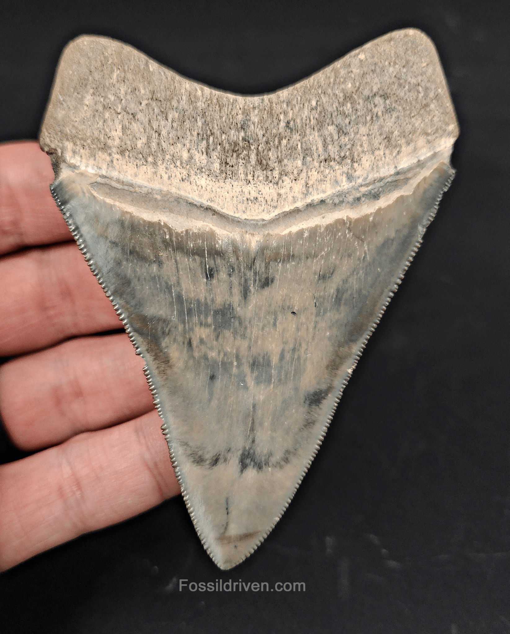 3.64" Fossil Megalodon Tooth – Authentic Fossil from Bone Valley, Florida - Fossil Driven