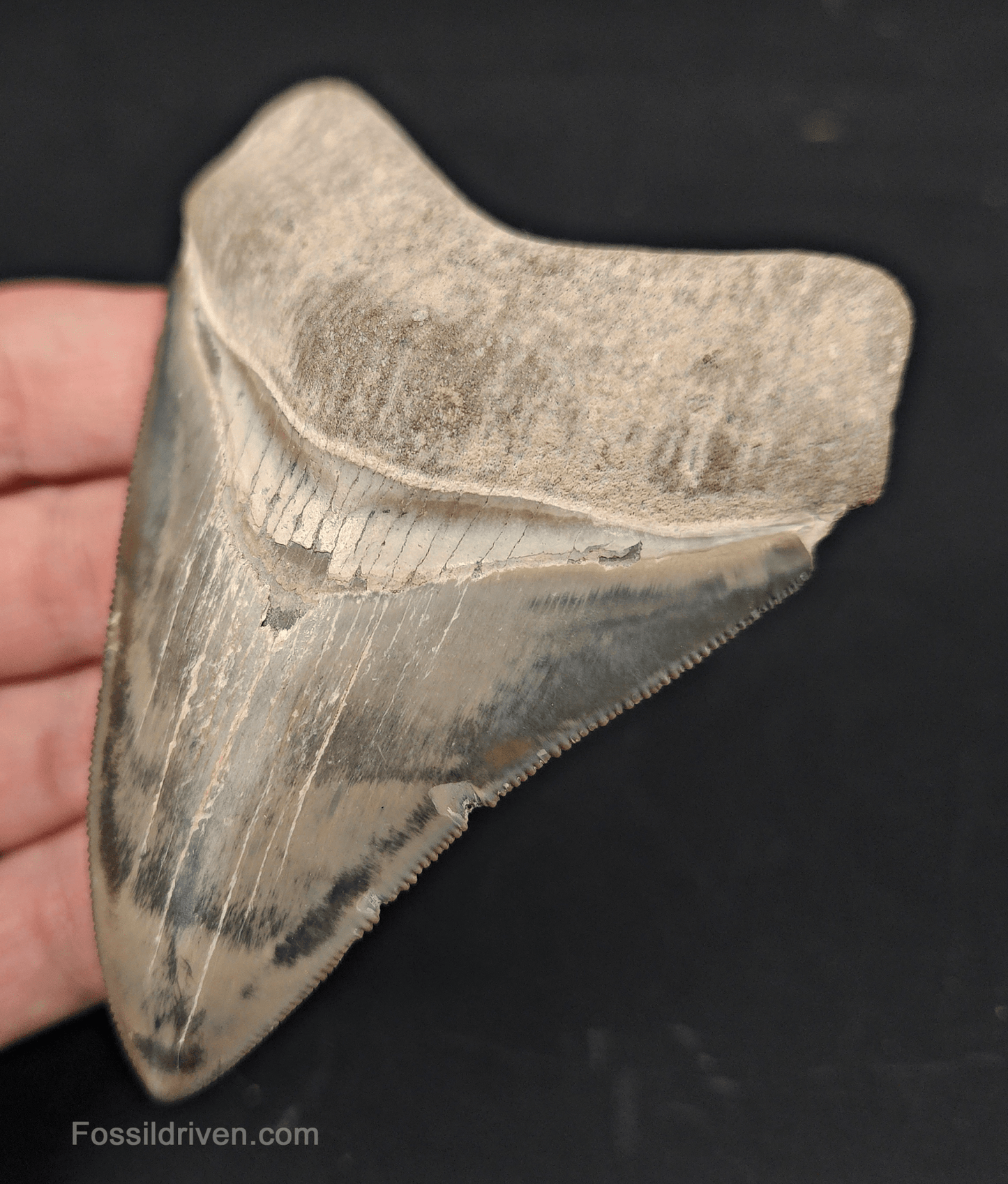 3.64" Fossil Megalodon Tooth – Authentic Fossil from Bone Valley, Florida - Fossil Driven