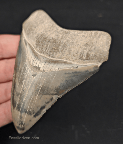 3.64" Fossil Megalodon Tooth – Authentic Fossil from Bone Valley, Florida - Fossil Driven