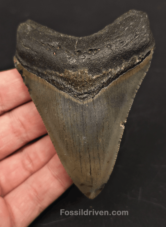 3.65" Fossil Megalodon Tooth for Sale - North Carolina | Fossil Driven - Fossil Driven