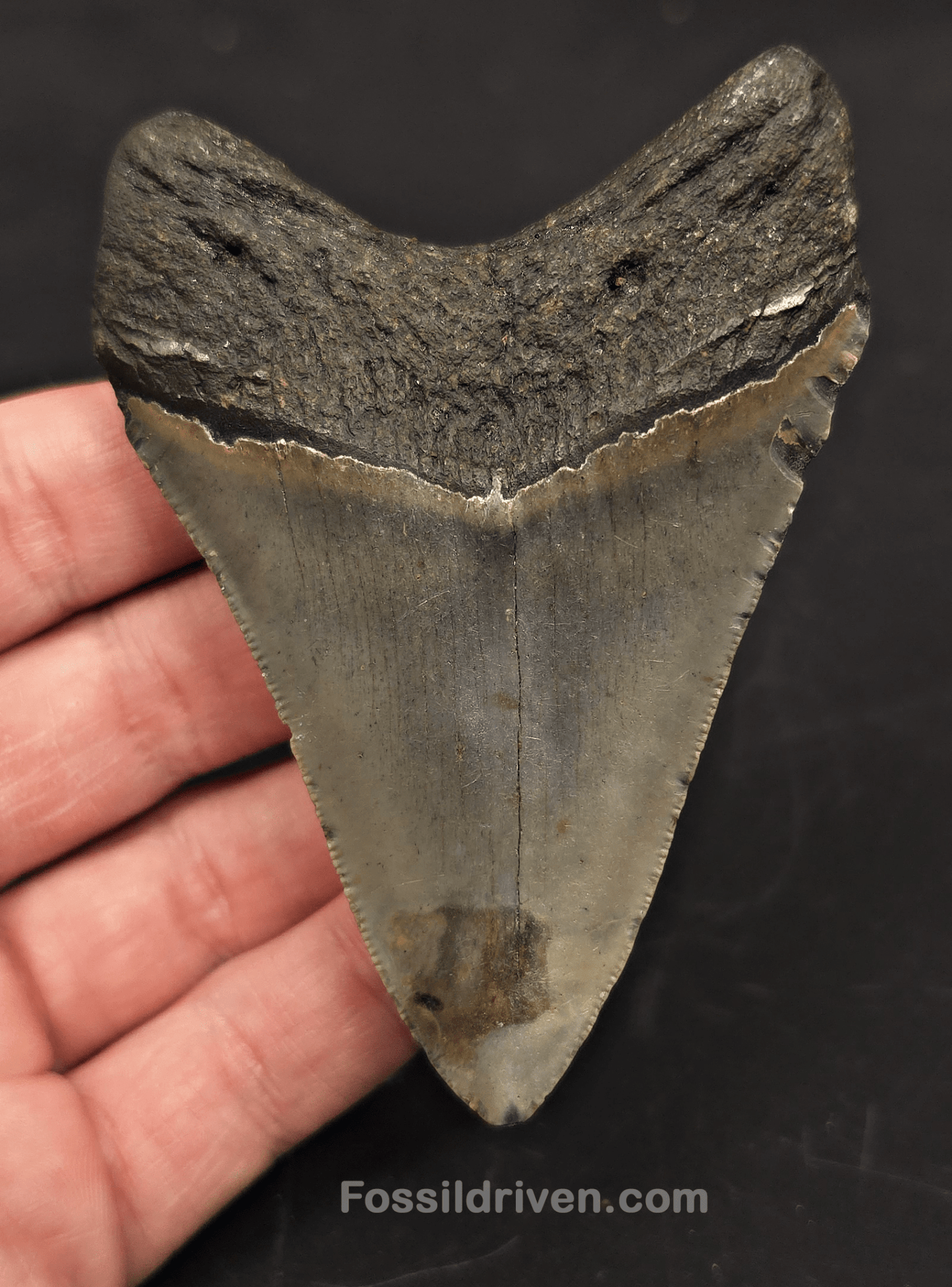 3.65" Fossil Megalodon Tooth for Sale - North Carolina | Fossil Driven - Fossil Driven