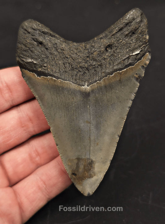3.65" Fossil Megalodon Tooth - North Carolina | Fossil Driven - Fossil Driven