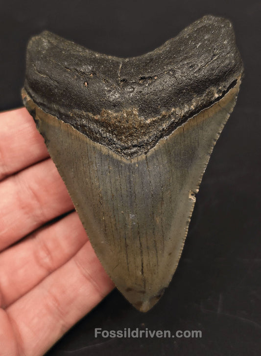 3.65" Fossil Megalodon Tooth - North Carolina | Fossil Driven - Fossil Driven