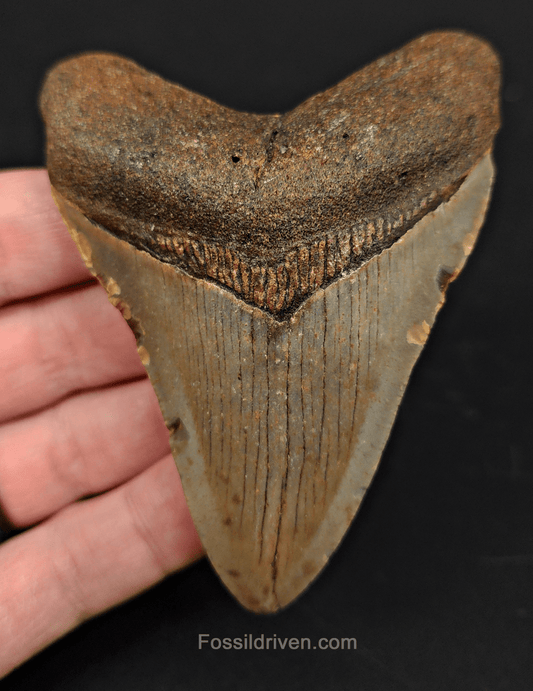3.65" North Carolina Megalodon Tooth - Complete Specimen - Real Fossil Shark Tooth - Fossil Driven