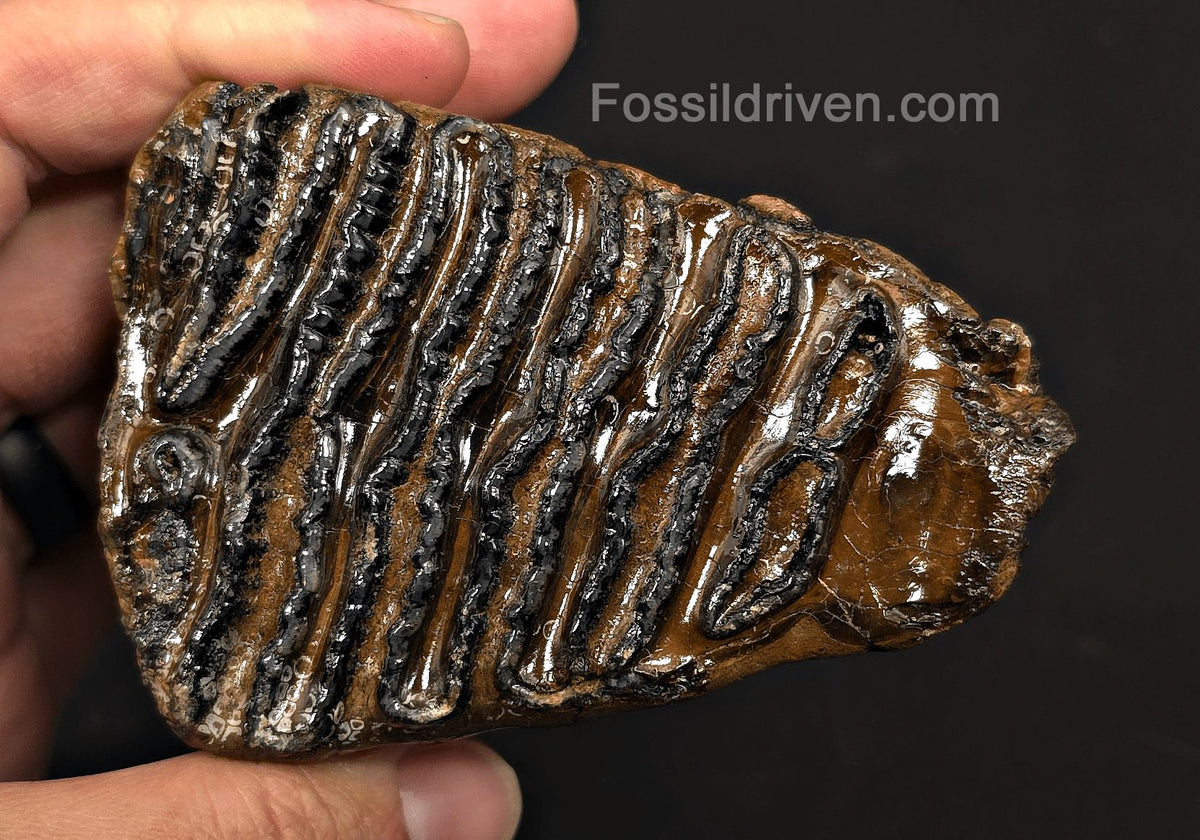 3.66" Fossil Woolly Mammoth Tooth – North Sea | Fossil Driven - Fossil Driven