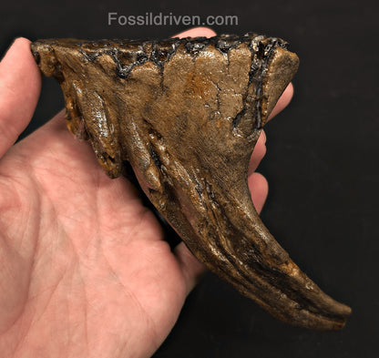3.66" Fossil Woolly Mammoth Tooth – North Sea | Fossil Driven - Fossil Driven