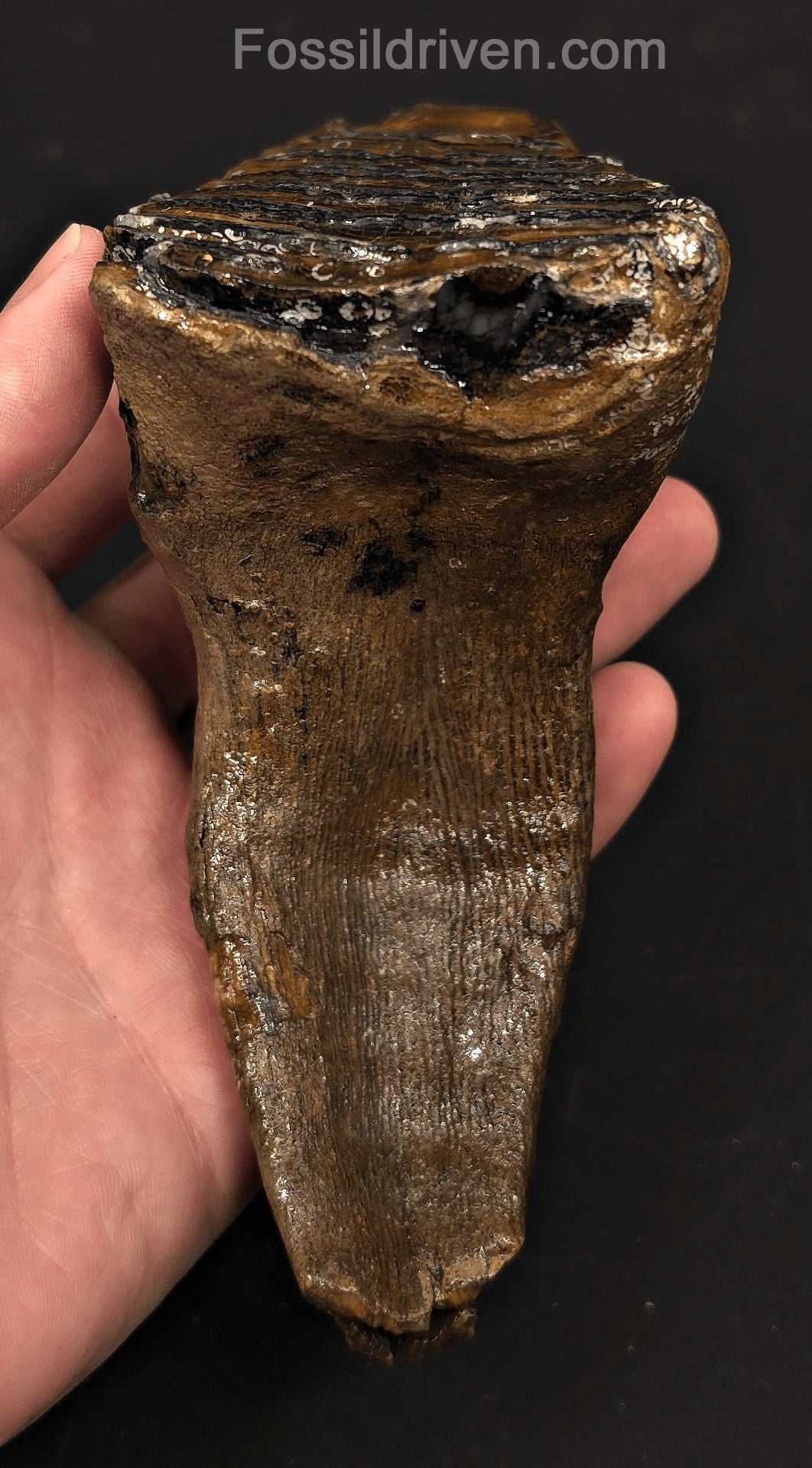 3.66" Fossil Woolly Mammoth Tooth – North Sea | Fossil Driven - Fossil Driven