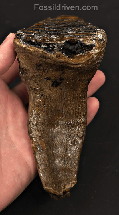 3.66" Fossil Woolly Mammoth Tooth – North Sea | Fossil Driven - Fossil Driven