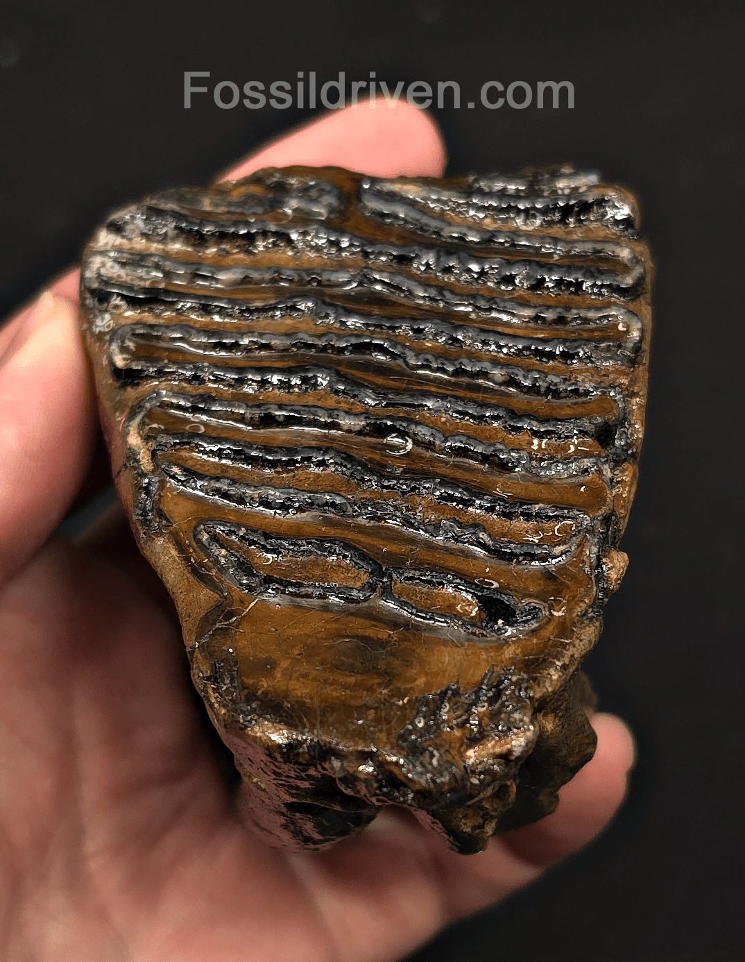 3.66" Fossil Woolly Mammoth Tooth – North Sea | Fossil Driven - Fossil Driven