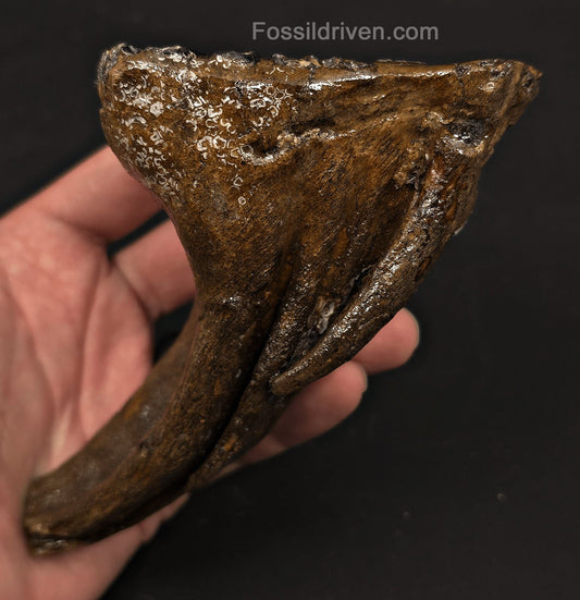 3.66" Fossil Woolly Mammoth Tooth – North Sea | Fossil Driven - Fossil Driven