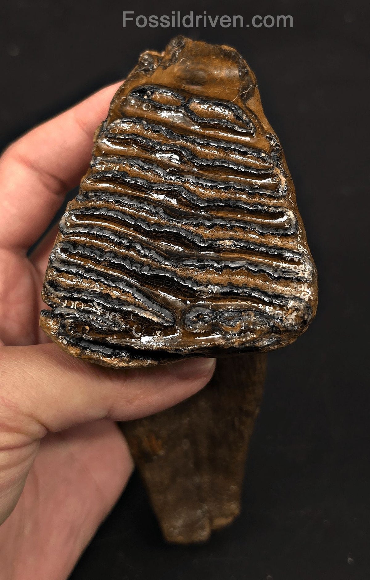 3.66" Fossil Woolly Mammoth Tooth – North Sea | Fossil Driven - Fossil Driven