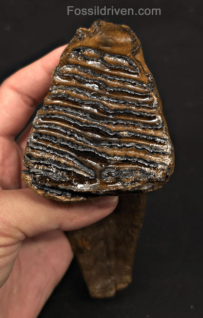 3.66" Fossil Woolly Mammoth Tooth – North Sea | Fossil Driven - Fossil Driven