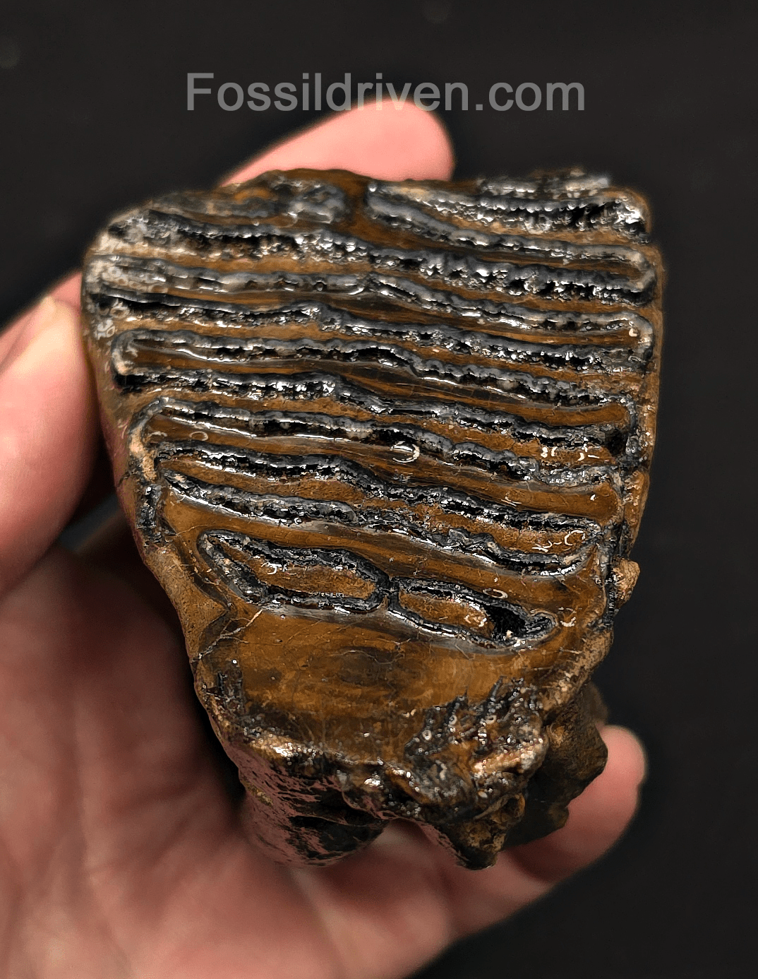 3.66" Fossil Woolly Mammoth Tooth – North Sea | Fossil Driven - Fossil Driven