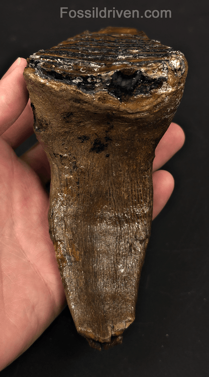 3.66" Fossil Woolly Mammoth Tooth – North Sea | Fossil Driven - Fossil Driven
