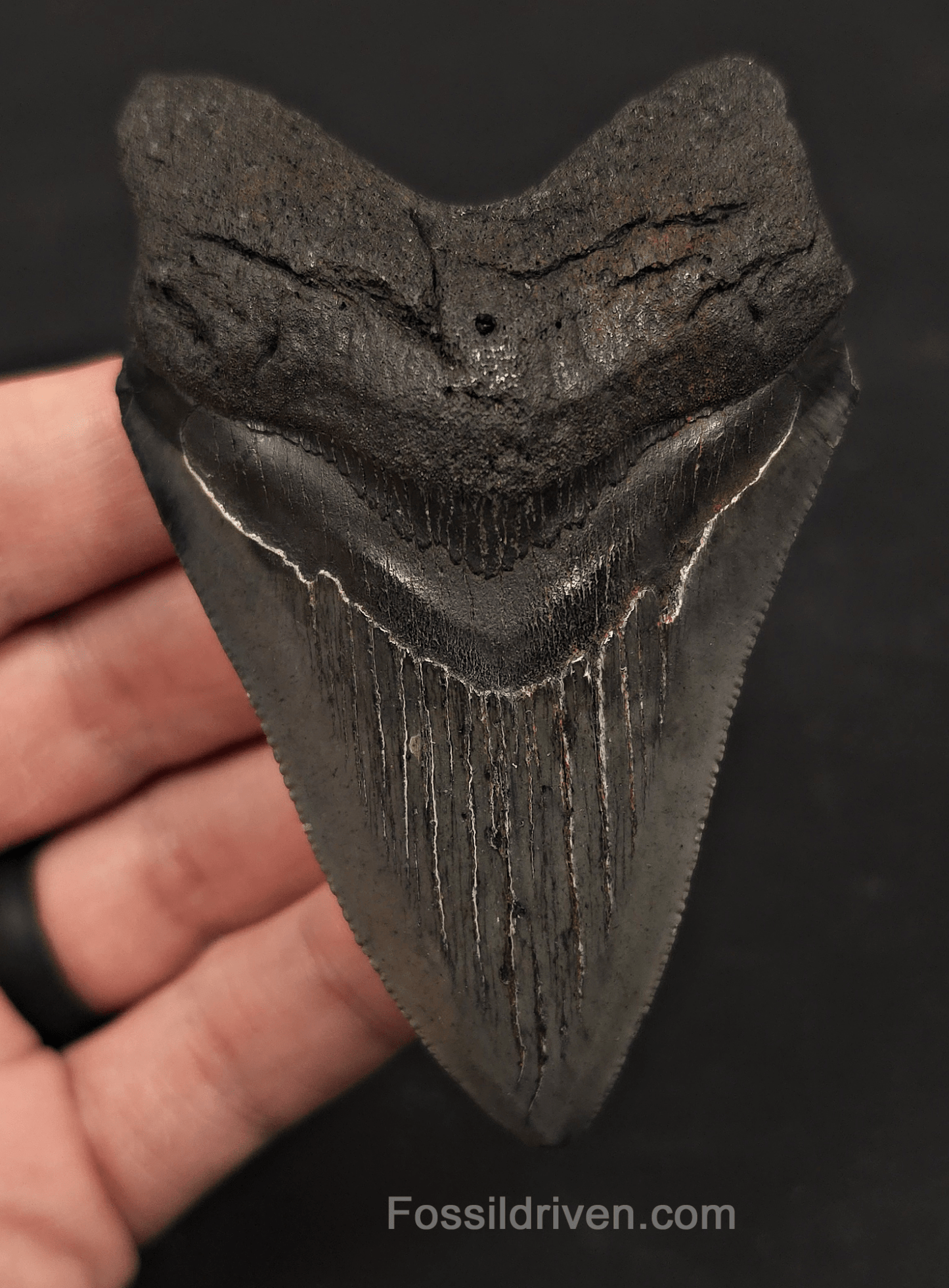 3.67" Fossil Megalodon Tooth - Charleston, South Carolina | Fossil Driven - Fossil Driven