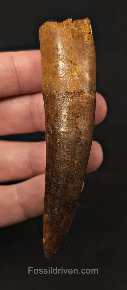 3.67" Fossil Spinosaurus Tooth - Real Dinosaur Tooth - Fossil Driven