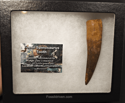 3.67" Fossil Spinosaurus Tooth - Real Dinosaur Tooth - Fossil Driven