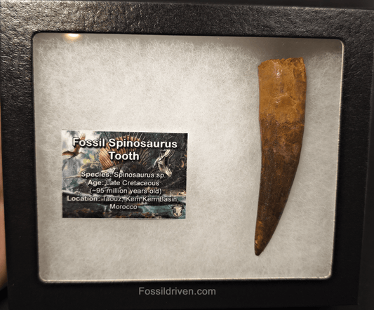 3.67" Fossil Spinosaurus Tooth - Real Dinosaur Tooth - Fossil Driven