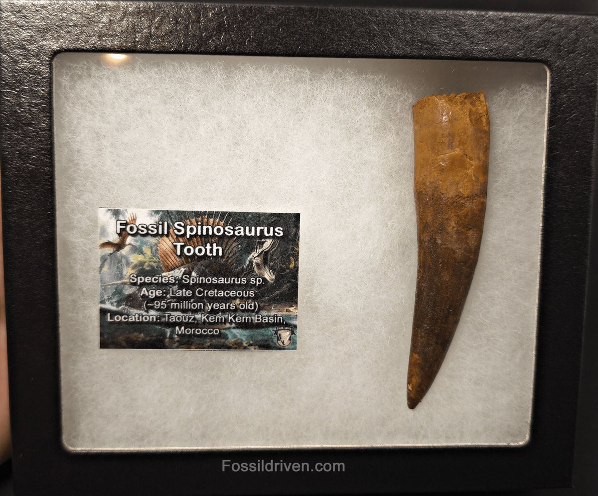 3.67" Fossil Spinosaurus Tooth - Real Dinosaur Tooth - Fossil Driven
