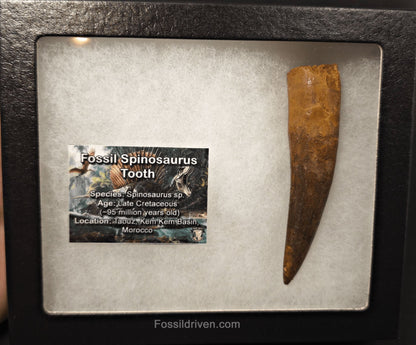 3.67" Fossil Spinosaurus Tooth - Real Dinosaur Tooth - Fossil Driven