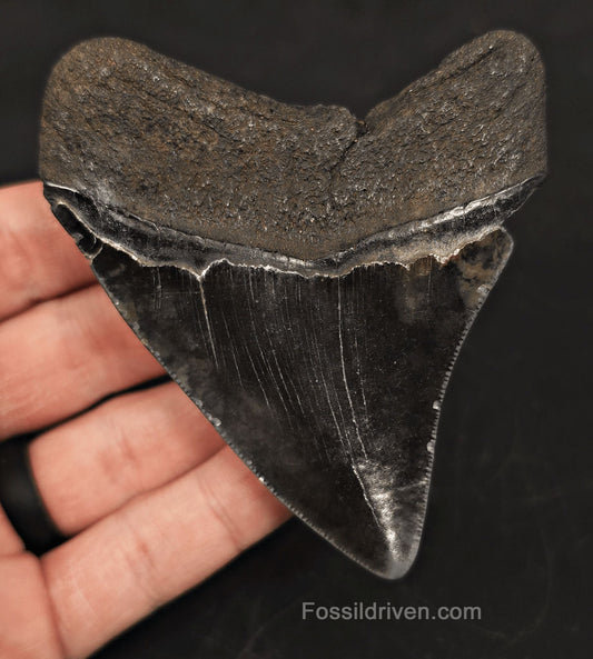 3.68" Fossil Megalodon Tooth - Beaufort, South Carolina | Fossil Driven - Fossil Driven