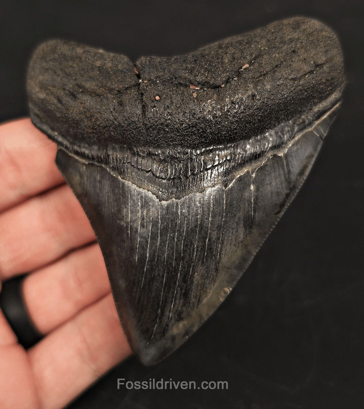 3.68" Fossil Megalodon Tooth - Beaufort, South Carolina | Fossil Driven - Fossil Driven