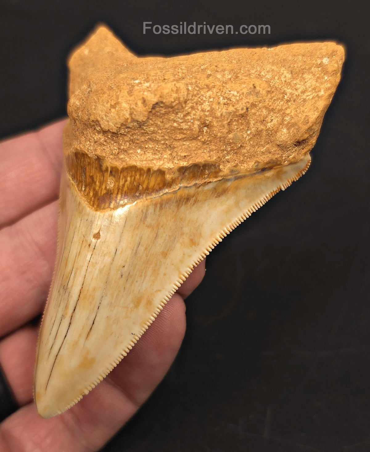 3.68" Fossil Megalodon Tooth for Sale - Java, Indonesia | Fossil Driven - Fossil Driven