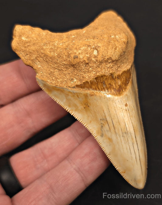 3.68" Fossil Megalodon Tooth for Sale - Java, Indonesia | Fossil Driven - Fossil Driven