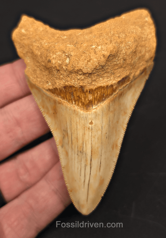 3.68" Fossil Megalodon Tooth for Sale - Java, Indonesia | Fossil Driven - Fossil Driven