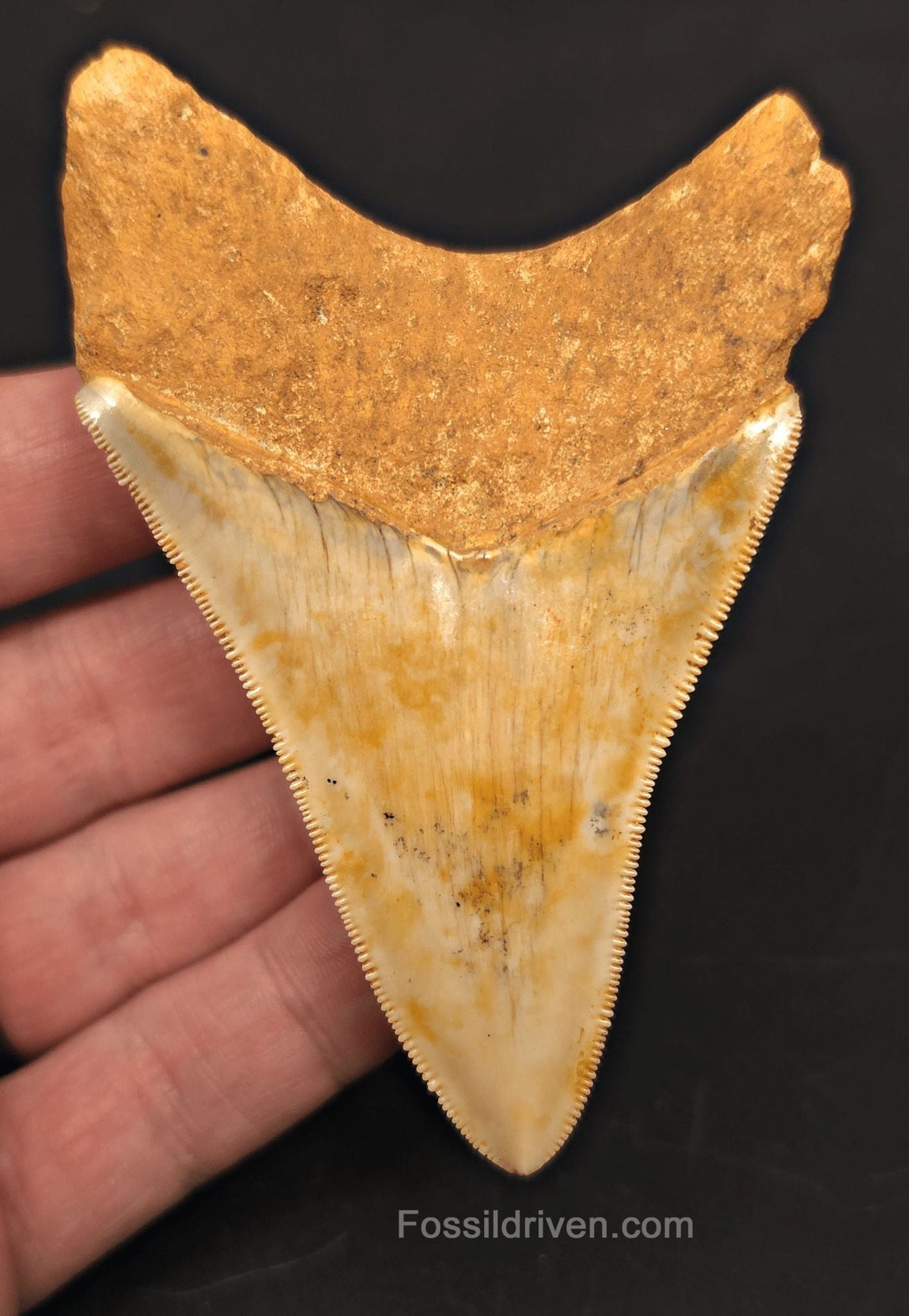 3.68" Fossil Megalodon Tooth for Sale - Java, Indonesia | Fossil Driven - Fossil Driven