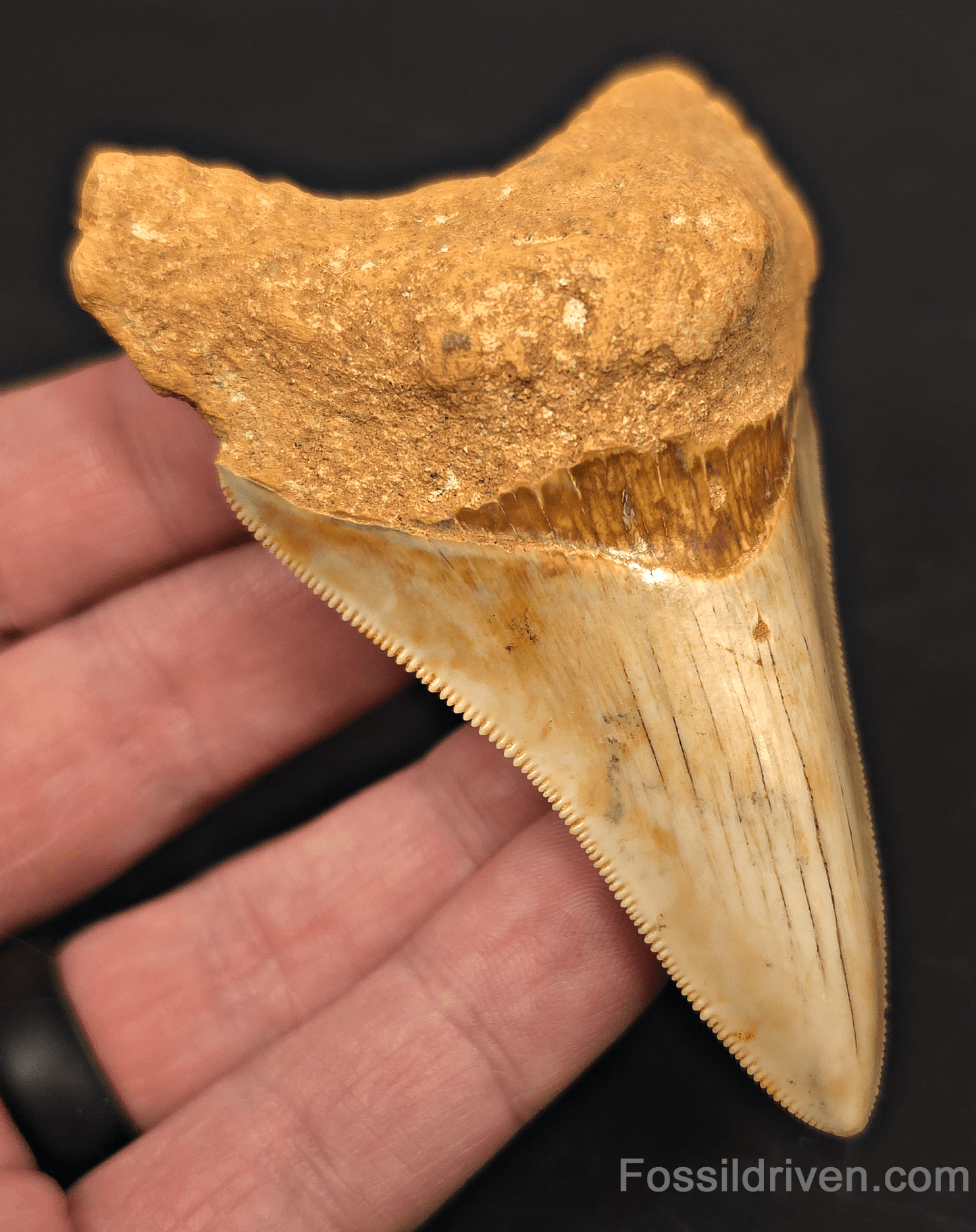 3.68" Fossil Megalodon Tooth for Sale - Java, Indonesia | Fossil Driven - Fossil Driven