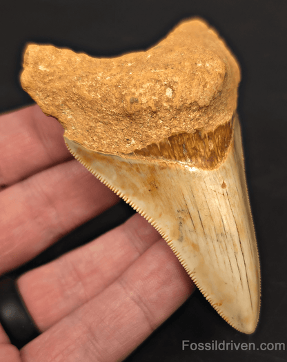 3.68" Fossil Megalodon Tooth for Sale - Java, Indonesia | Fossil Driven - Fossil Driven