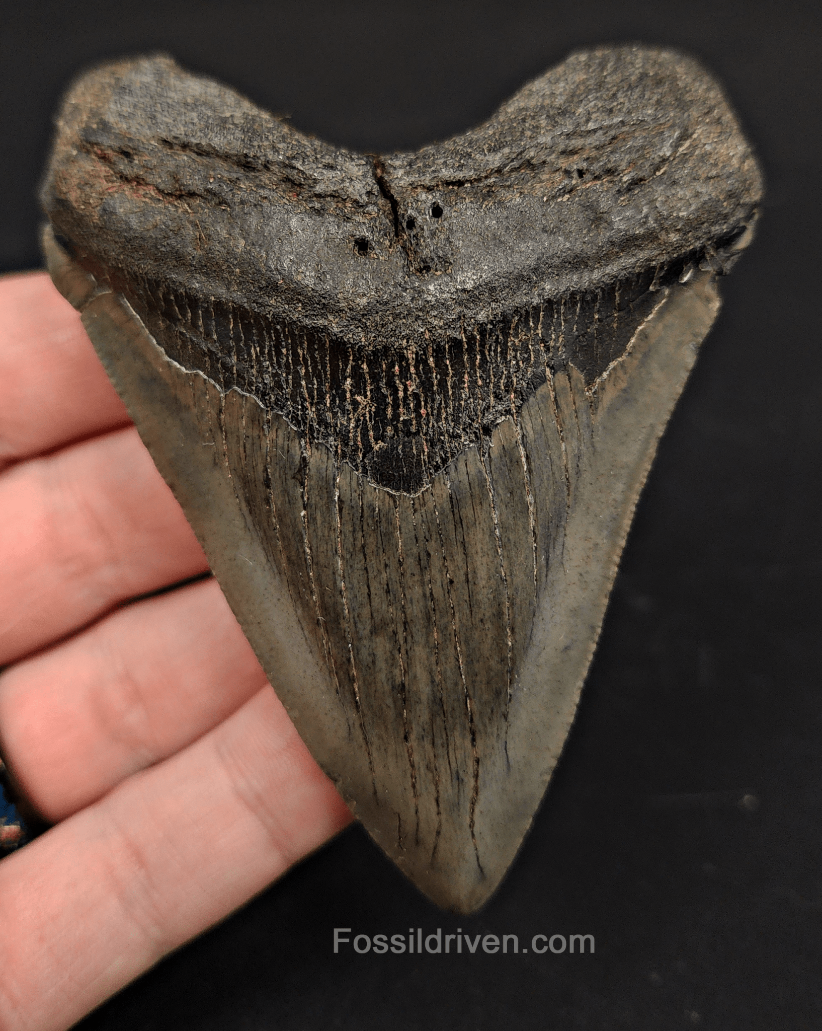 3.68" South Carolina Megalodon Tooth - Complete Specimen - Authentic Fossil Shark Tooth - Fossil Driven