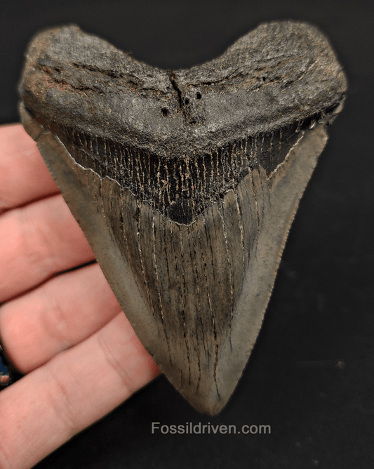 3.68" South Carolina Megalodon Tooth - Complete Specimen - Authentic Fossil Shark Tooth - Fossil Driven